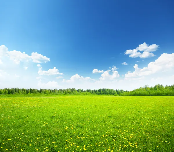 Field of spring flowers and perfect sky — Stock Photo, Image