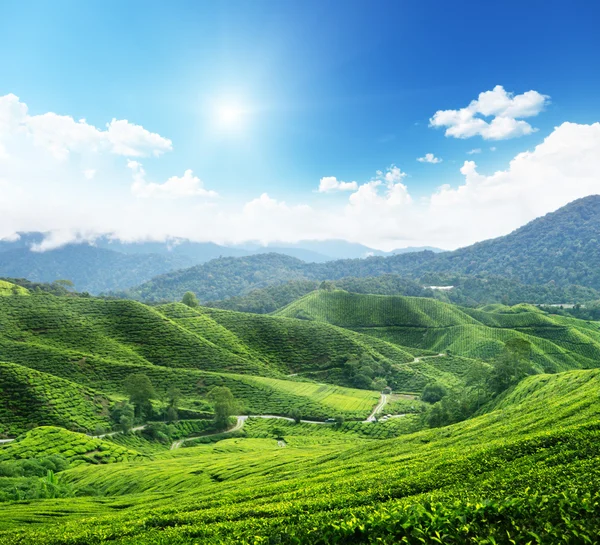 Teeplantage cameron highlands, malaysien — Stockfoto