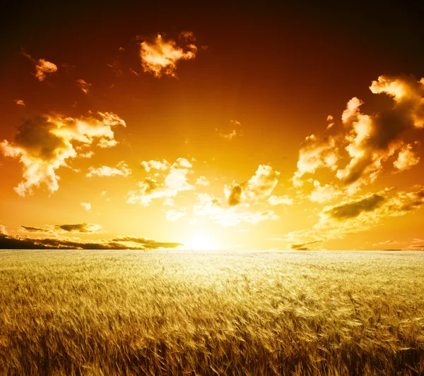 Field of barley and sunset — Stock Photo, Image