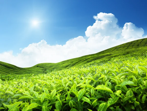 Çay plantasyon — Stok fotoğraf