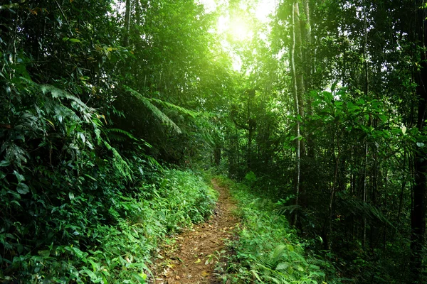 Camino en la selva de Malasia — Foto de Stock