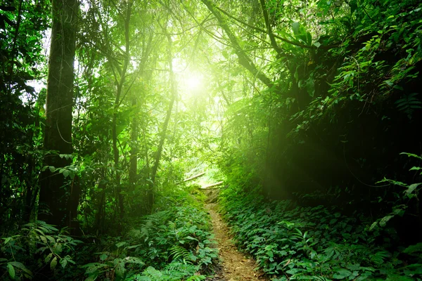 Droga w dżungli z Malezji — Zdjęcie stockowe