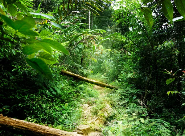 Chemin dans la jungle de Malaisie — Photo
