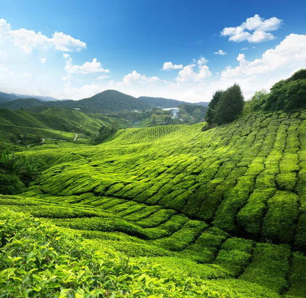Plantação de chá Cameron Highlands, Malásia Imagem De Stock