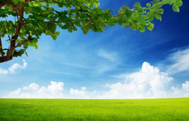 Field of grass and perfect sky clipart