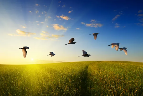 Campo de grama e aves voadoras — Fotografia de Stock
