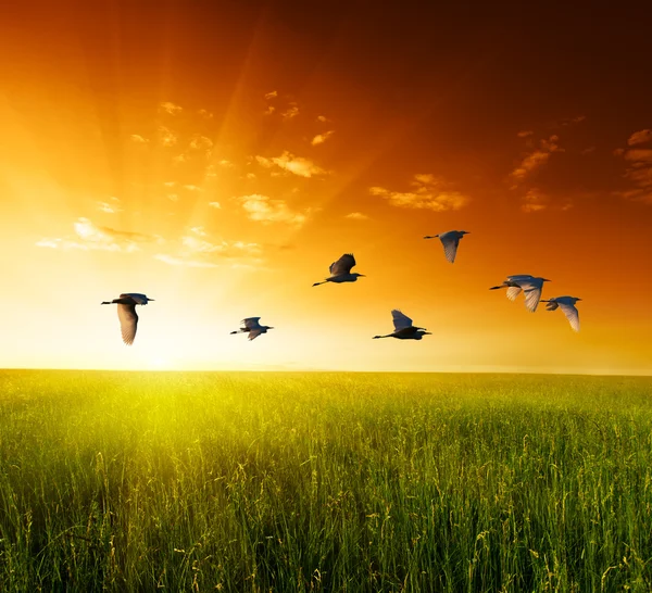 Wiese mit Gras und fliegenden Vögeln — Stockfoto