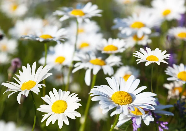 A százszorszép virágok mezeje — Stock Fotó