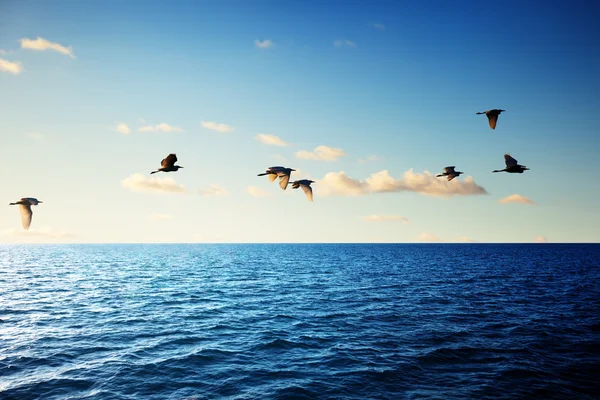 鳥とカリブ海の海 — ストック写真