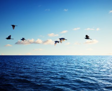 kuşlar ve Karayip Denizi