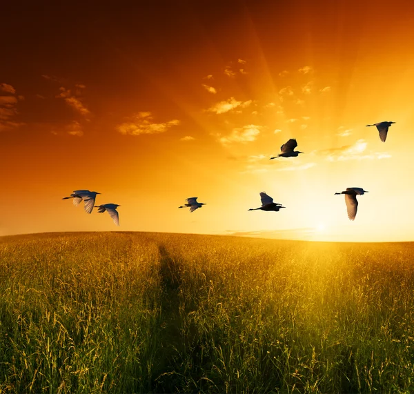 Gräs och flygande fåglar — Stockfoto