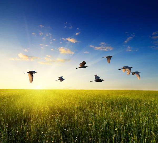 Campo di erba e uccelli volanti — Foto Stock