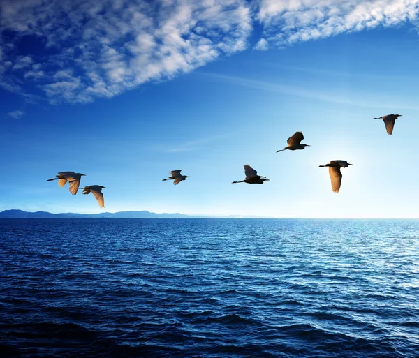 Kuşlar ve Karayip Denizi — Stok fotoğraf