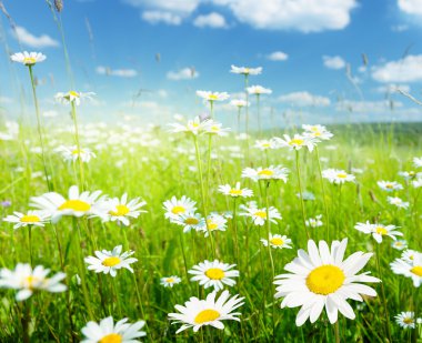 Field of summer flowers clipart