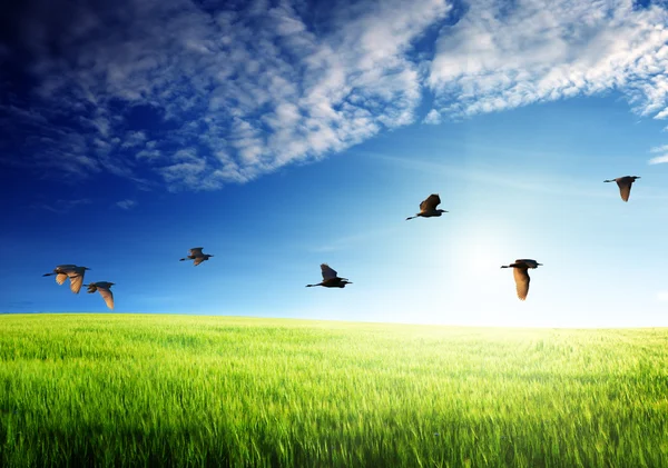 stock image Field of barley and flying birds