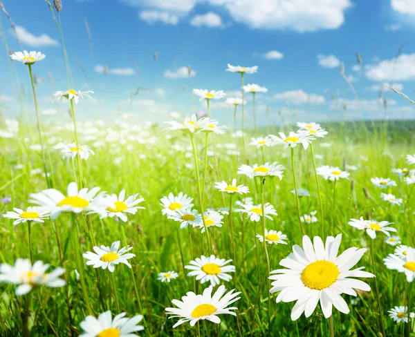 Feld der Sommerblumen — Stockfoto