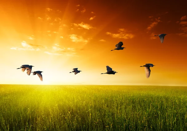 Поле травы и летающих птиц — стоковое фото