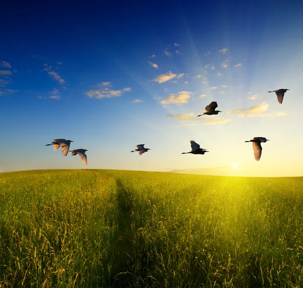 草と飛んでいる鳥のフィールド — ストック写真