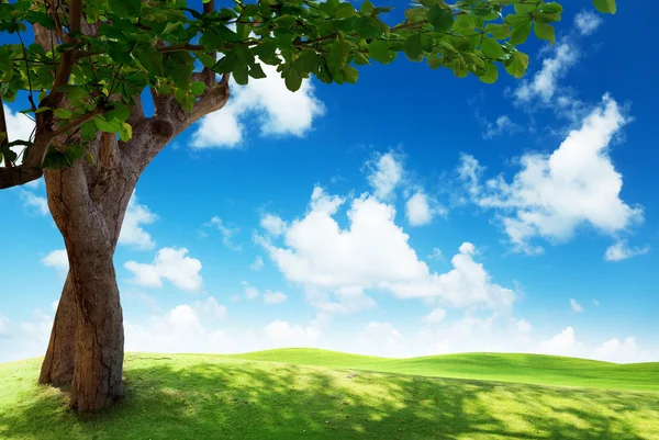 Campo verde y árbol — Foto de Stock