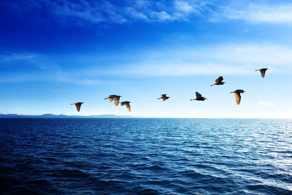 Vogels en Caribische zee — Stockfoto