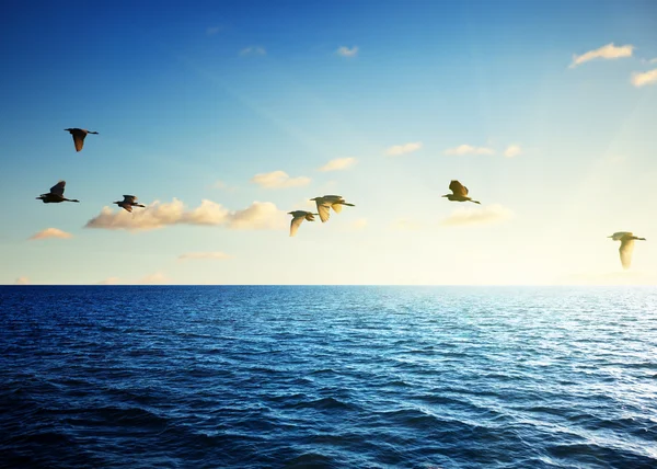 Birds and caribbean sea — Stock Photo, Image