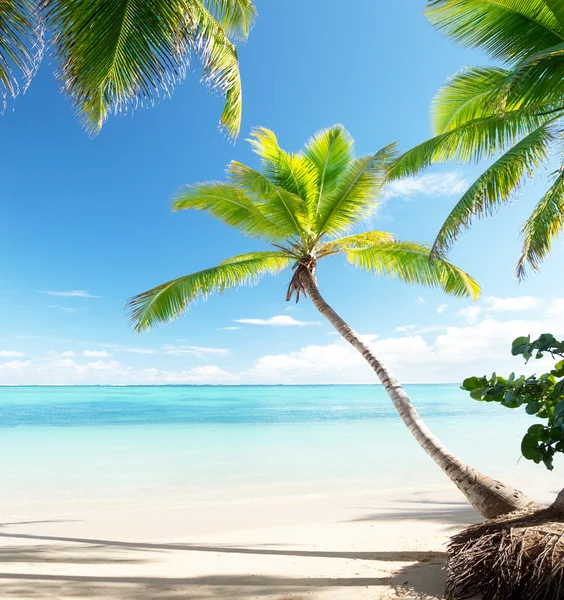 カリブ海のビーチでヤシの木 — ストック写真