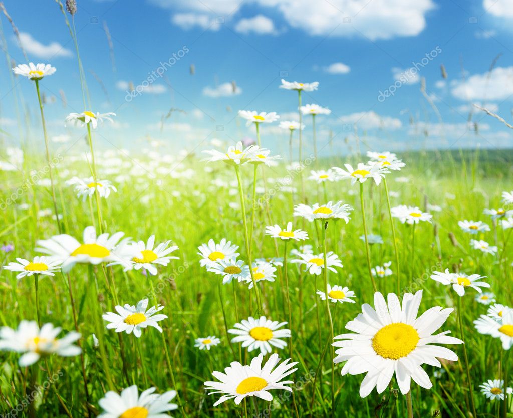 Field of summer flowers — Stock Photo © Iakov #7295951