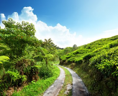 Road and tea plantation Cameron highlands, Malaysia clipart