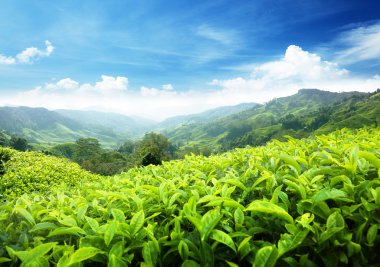 çay plantasyon cameron highlands, Malezya