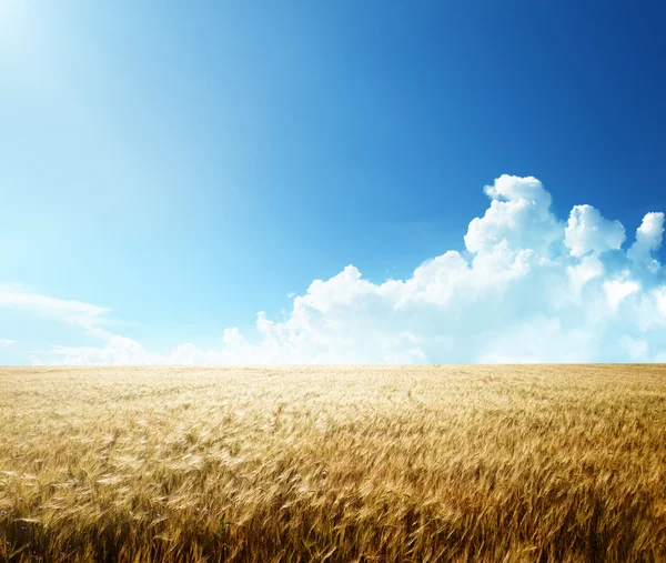 大麦田和阳光灿烂的日子 — 图库照片