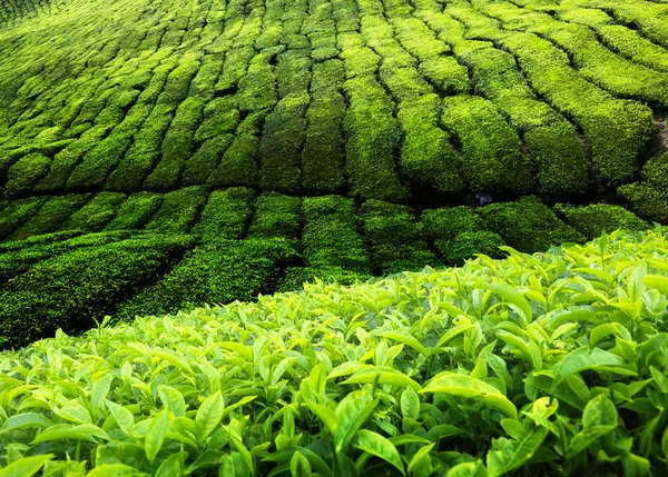 Čajová plantáž v Malajsii — Stock fotografie