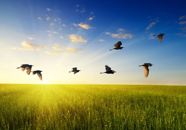 Wiese mit Gras und fliegenden Vögeln — Stockfoto