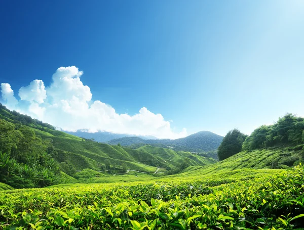 Çay plantasyon cameron highlands, Malezya — Stok fotoğraf