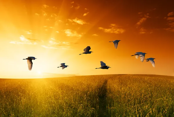 Campo de grama e aves voadoras — Fotografia de Stock