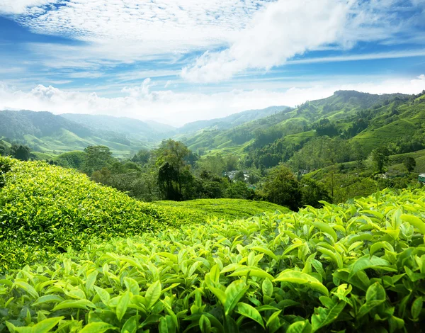 Чайная плантация Cameron Highlands, Малайзия Стоковое Фото