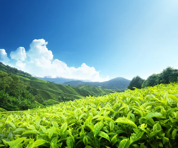 Чайная плантация Cameron Highlands, Малайзия Стоковое Изображение