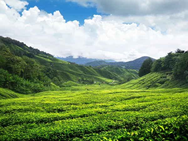 Plantação de chá Cameron Highlands, Malásia Imagem De Stock