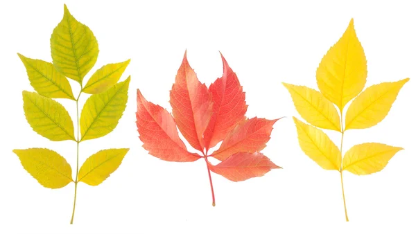 Una variedad de hojas de otoño —  Fotos de Stock
