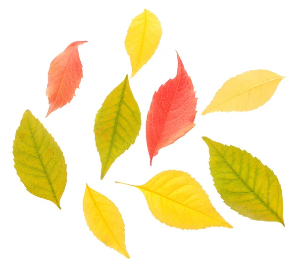 Una variedad de hojas de otoño — Foto de Stock