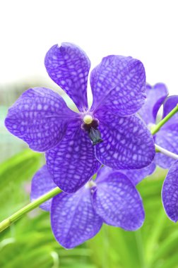 Violet orchid vanda clipart