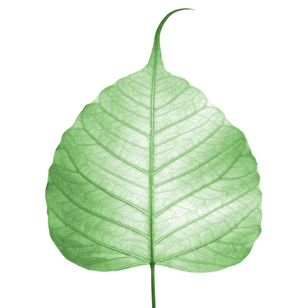 Yeşil yaprak damarı ( bodhi yaprağı ) — Stok fotoğraf