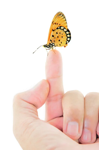 Butterfly sitting on finger — Stock Photo, Image