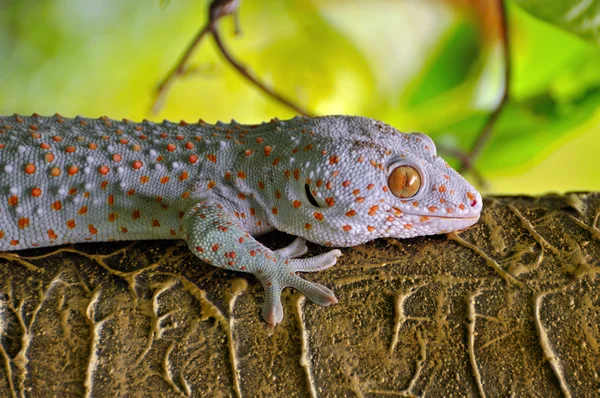 Gecko en una pared áspera en la naturaleza — Foto de Stock