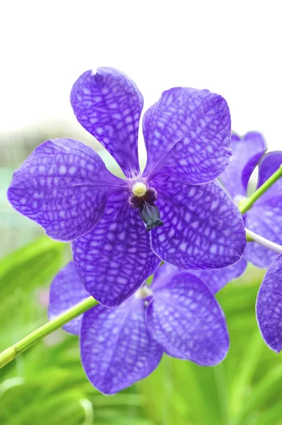 Orchidea viola vanda — Foto Stock
