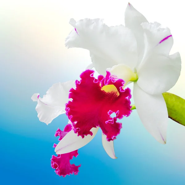 Орхідеї білі і пурпурові (cattleya  ) — стокове фото