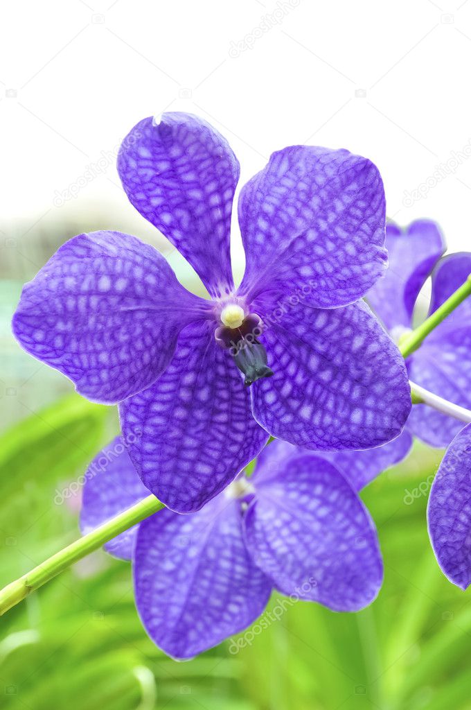 Violet orchid vanda