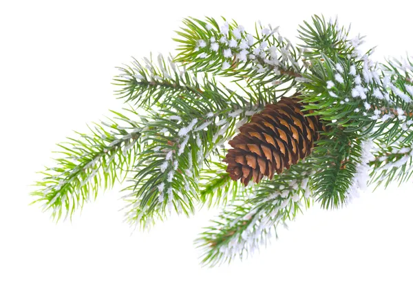 Spruce branch with cone — Stock Image Spruce branch with cone Stock Photo