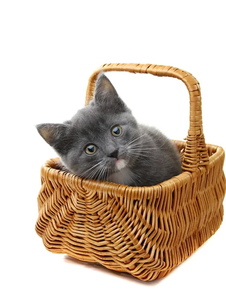 Маленький сірий кошеня в кошику . Ліцензійні Стокові Зображення