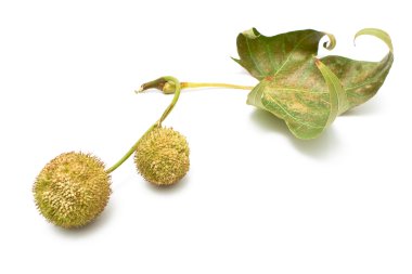 Plane-tree seed balls in autumn clipart