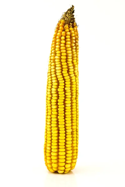 Зрелый початок кукурузы — стоковое фото